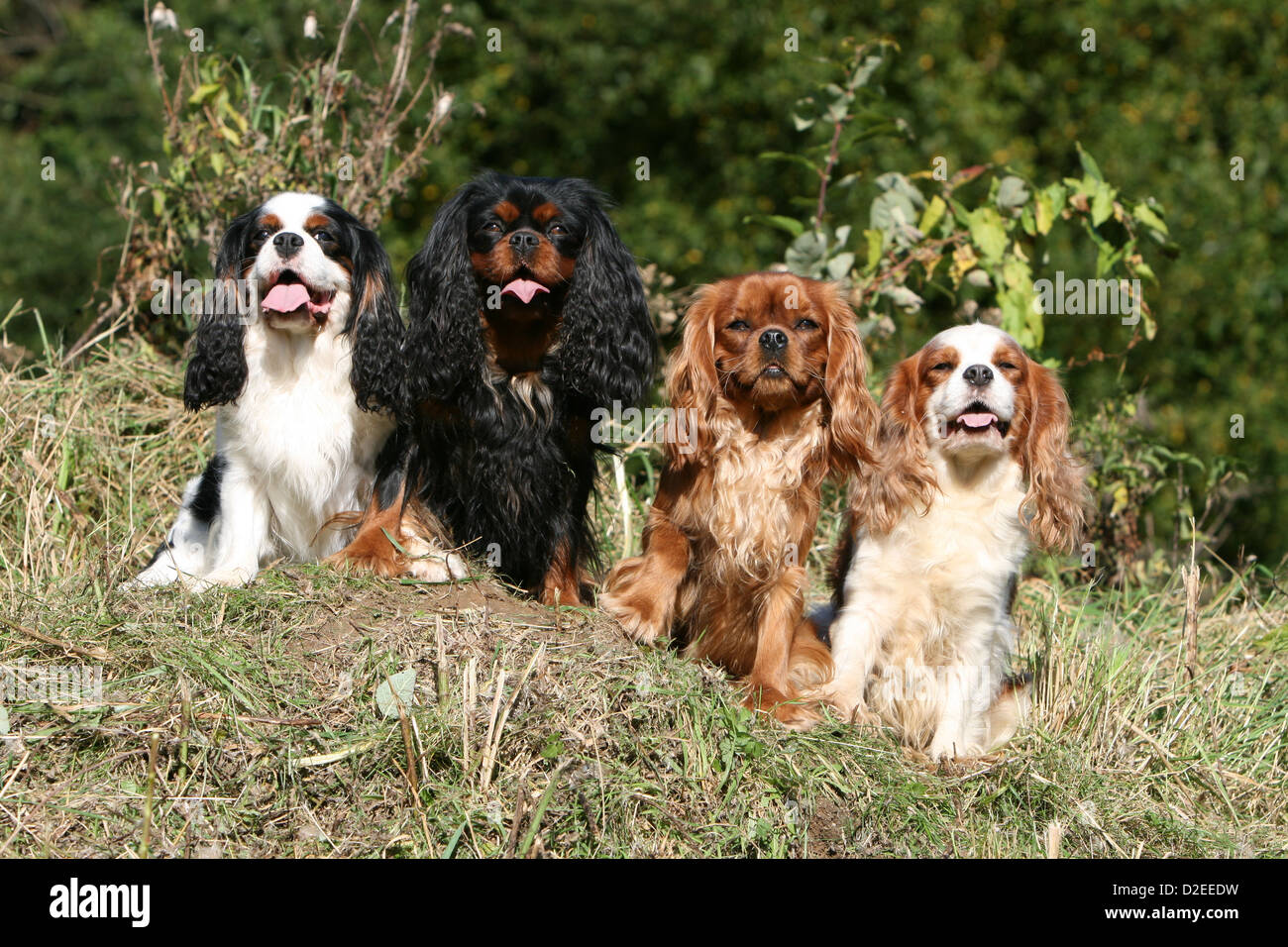 Chien Cavalier King Charles Spaniel quatre adultes différentes couleurs (tricolore,