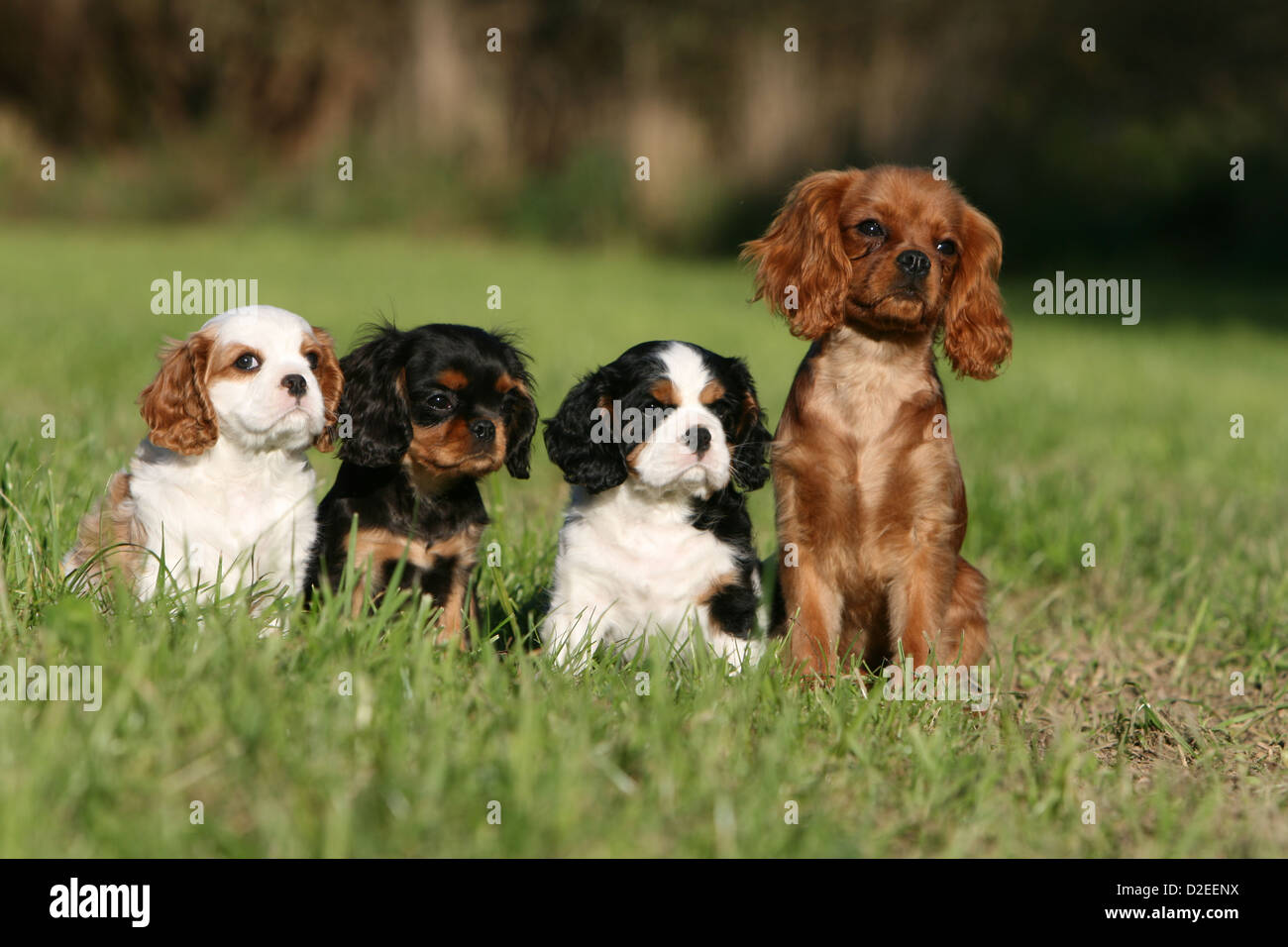 Chien Cavalier King Charles Spaniel chiots quatre couleurs différentes (Blenheim,