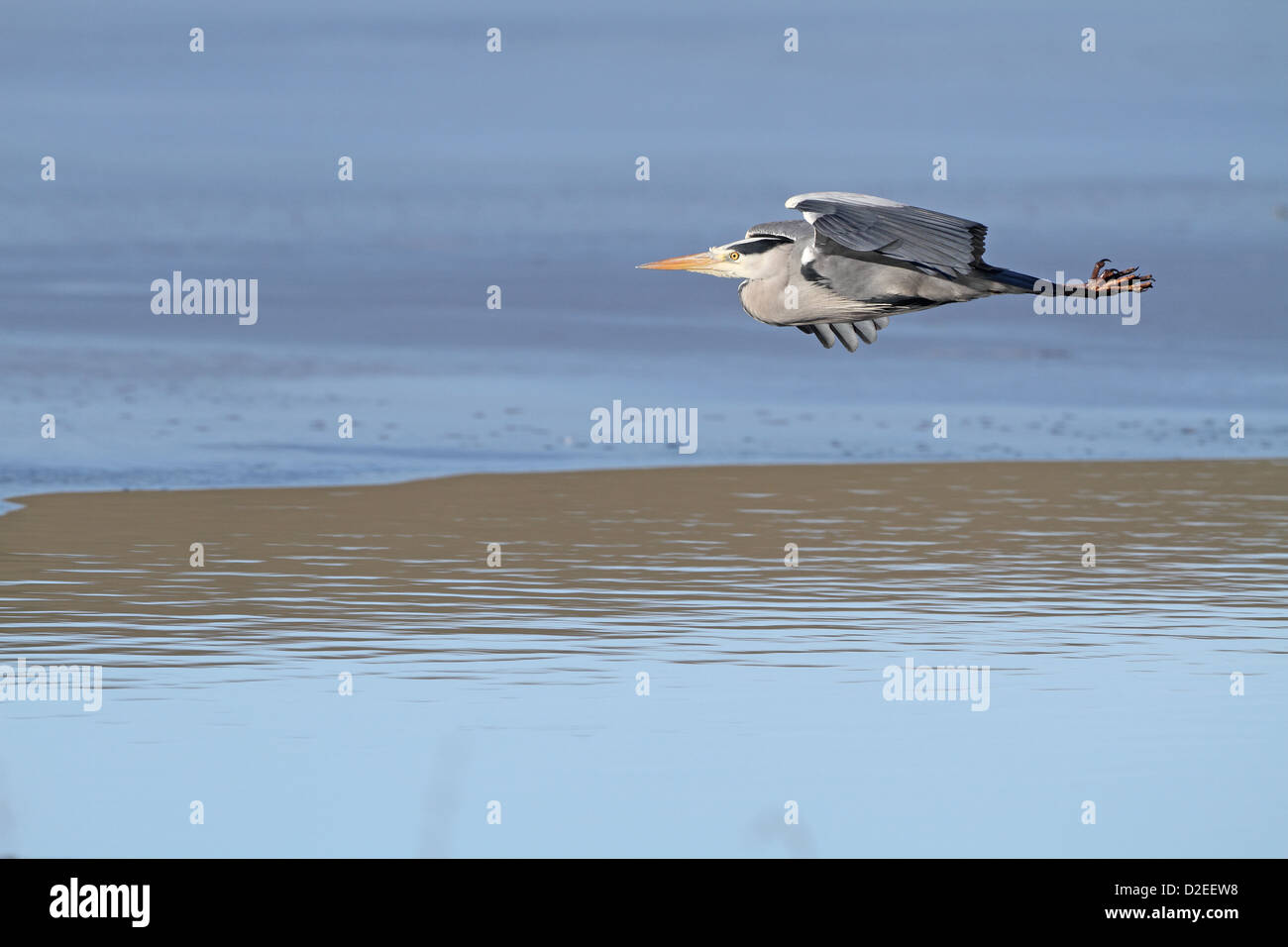 Héron cendré Ardea cinerea, survolant le lac partiellement gelé (Loch) Banque D'Images