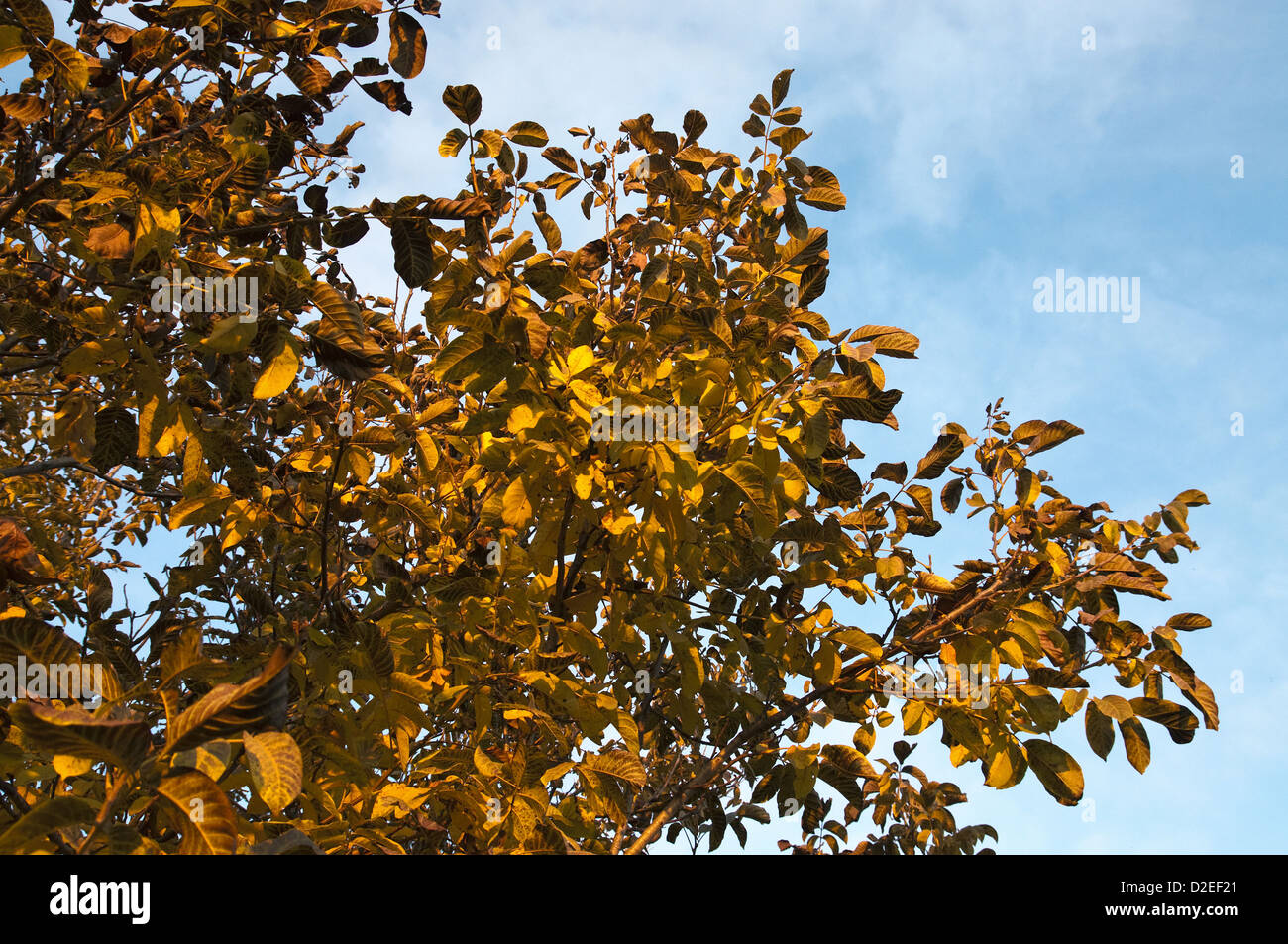 Les feuilles de noyer à l'automne avec le ciel en arrière-plan Banque D'Images