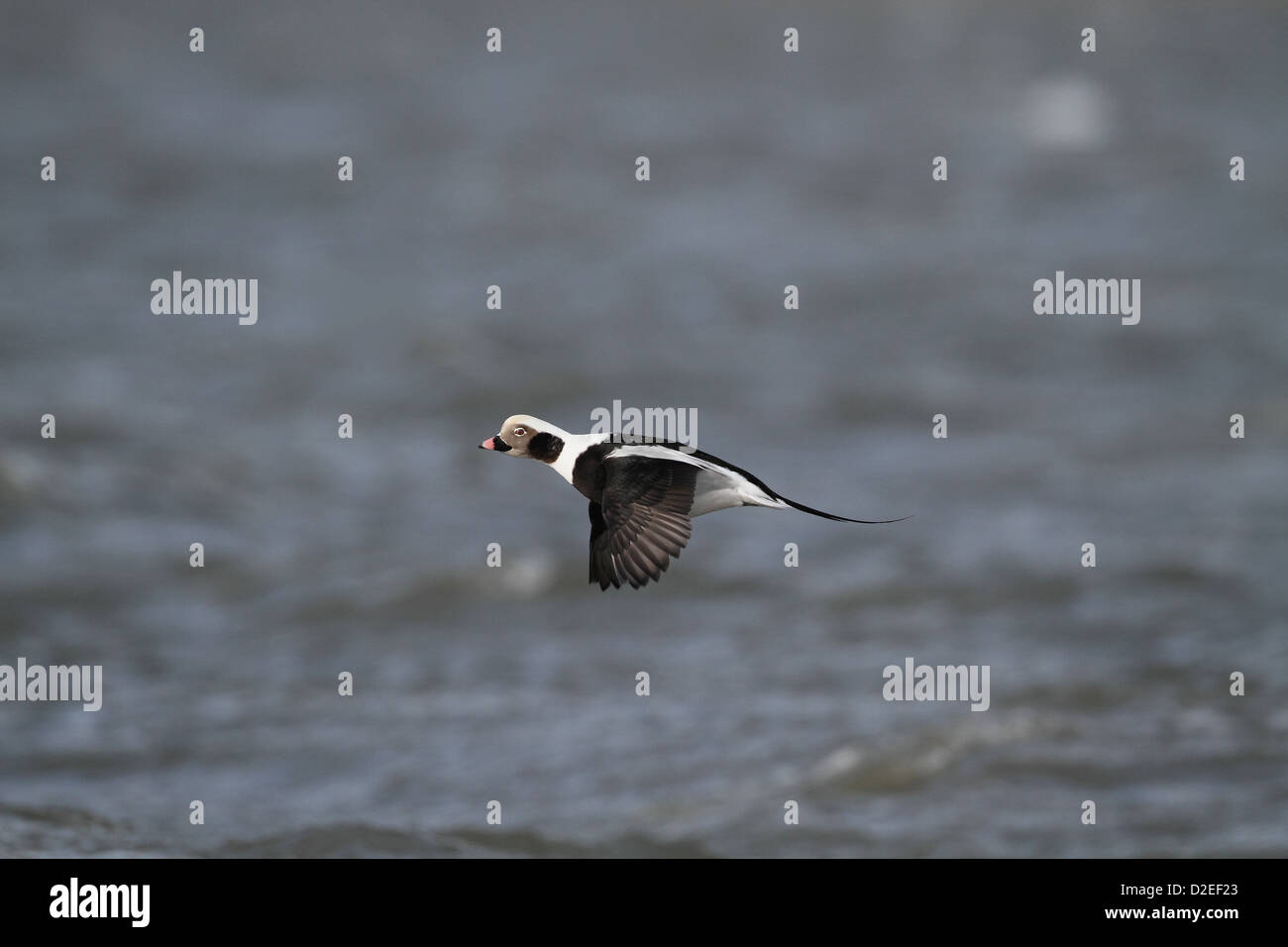 Long-tailed Duck (canard kakawi Clangula), hymenalis, volant à l'autre Banque D'Images