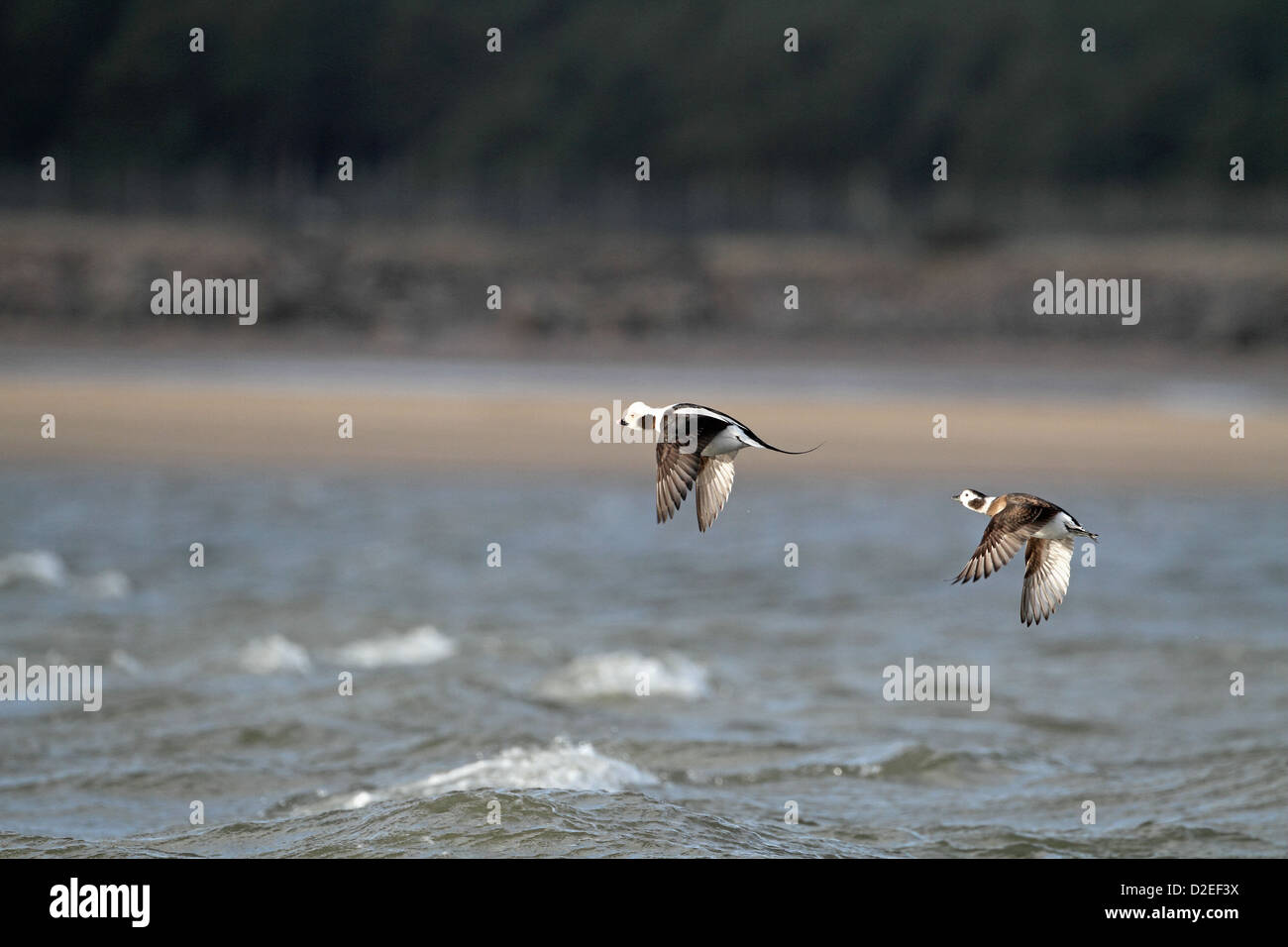 Long-tailed Duck (canard kakawi Clangula hymenalis), paire, volant à l'autre Banque D'Images