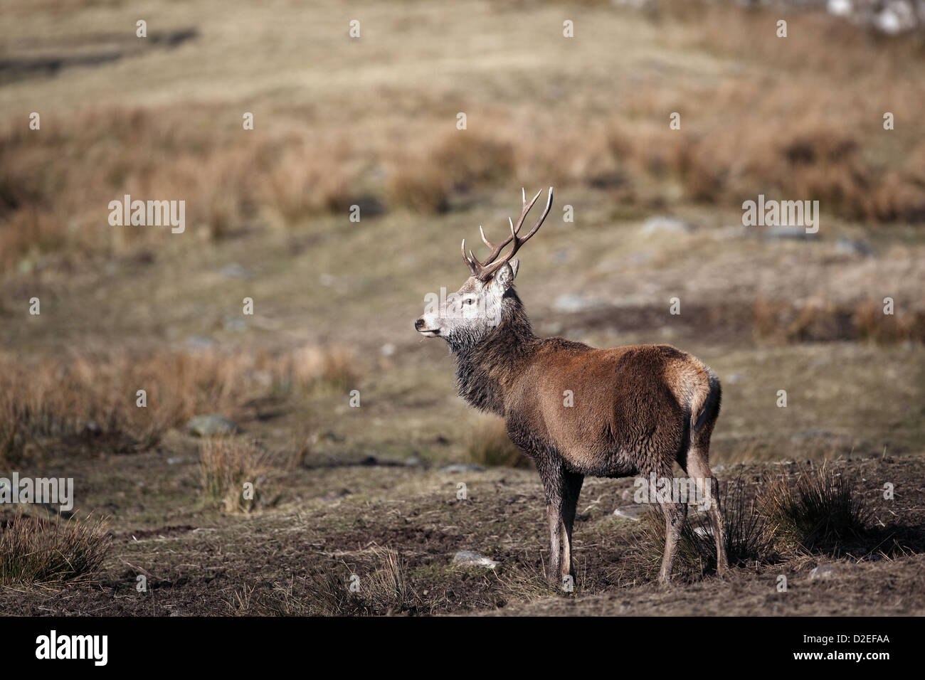 Red Deer stag, Cervus elaphus Banque D'Images