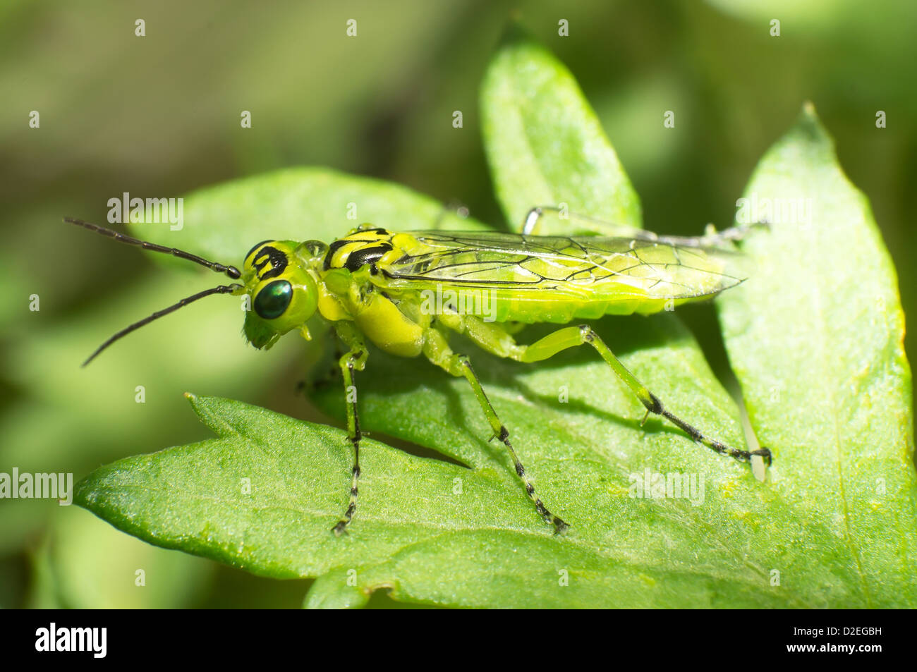 Taon vert allongé sur les feuilles. Banque D'Images