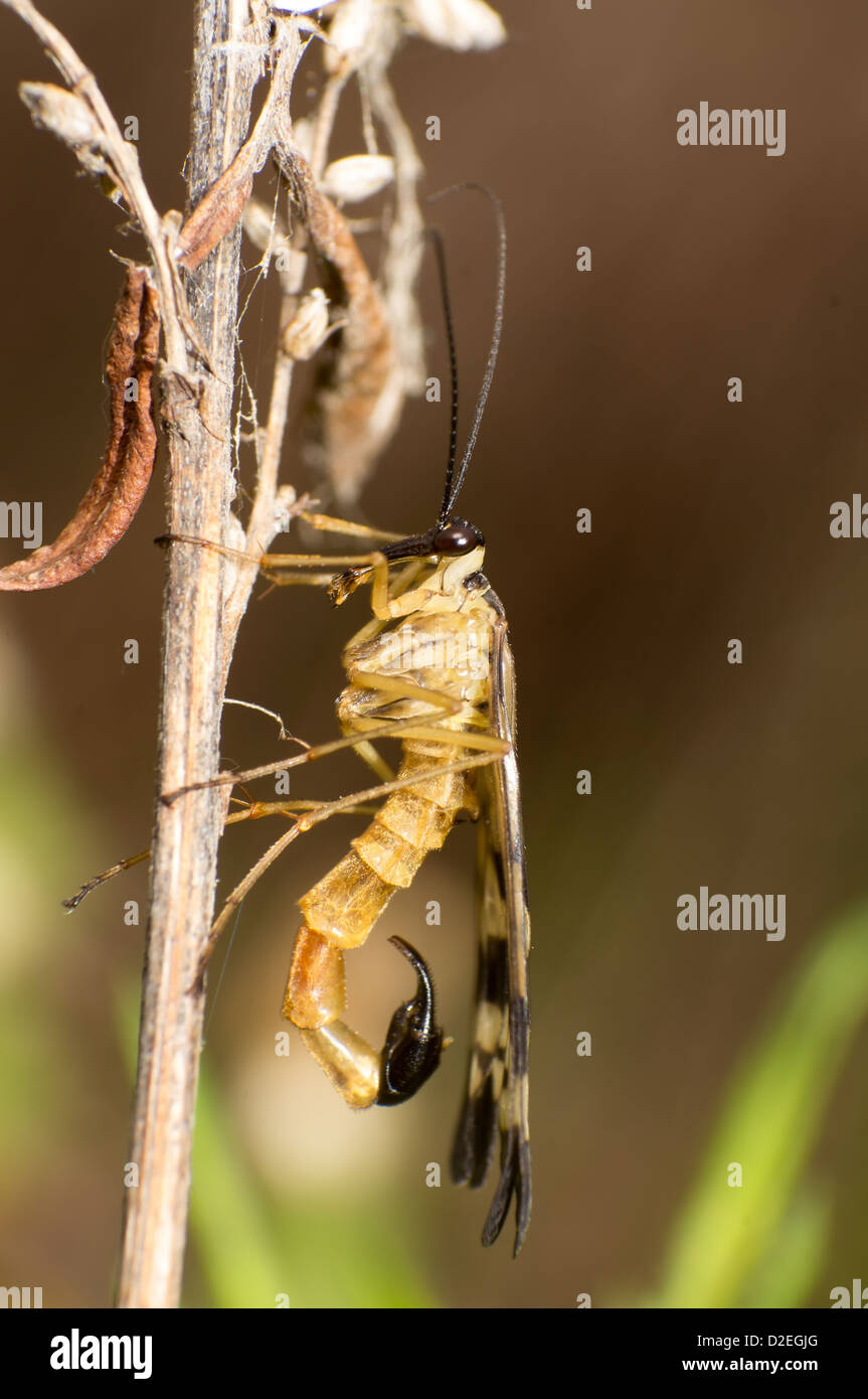 L'un scorpion la Chrysopa close-up Banque D'Images
