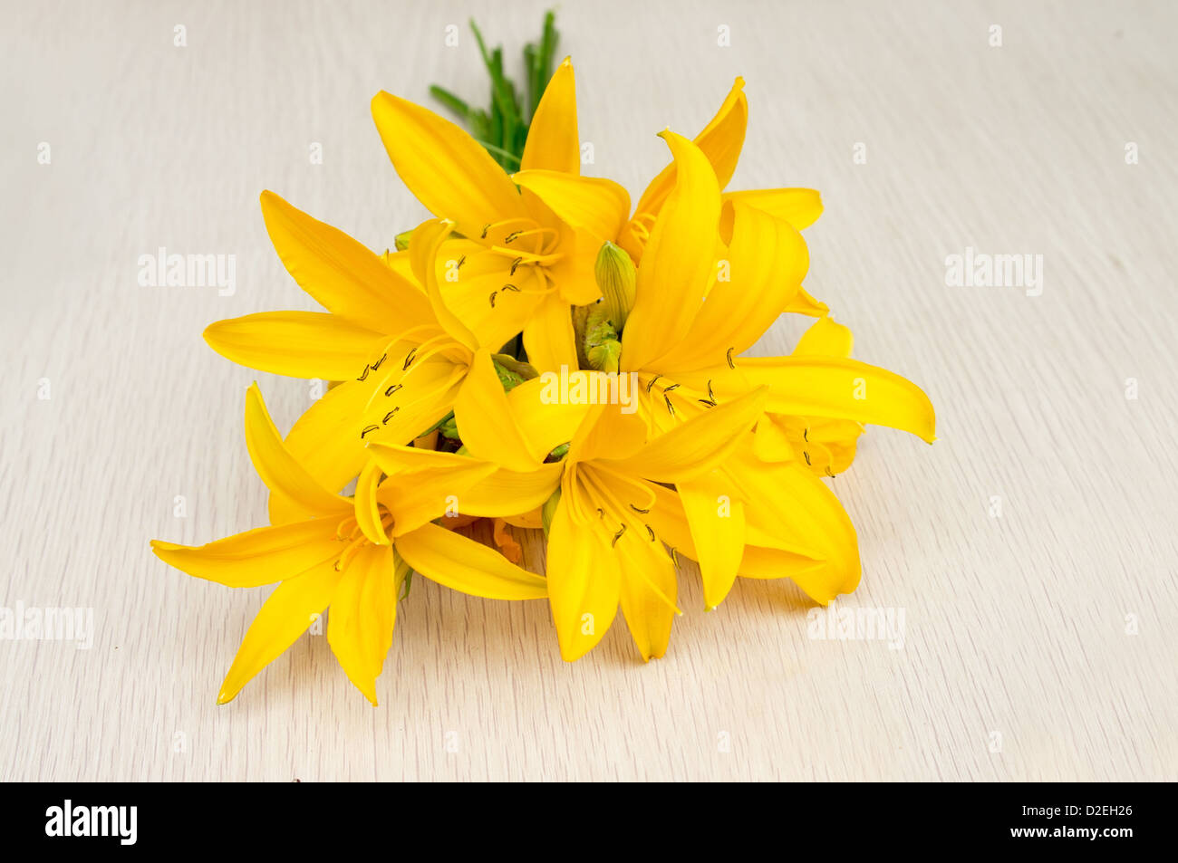 Blooming day lily flower close-up Banque D'Images
