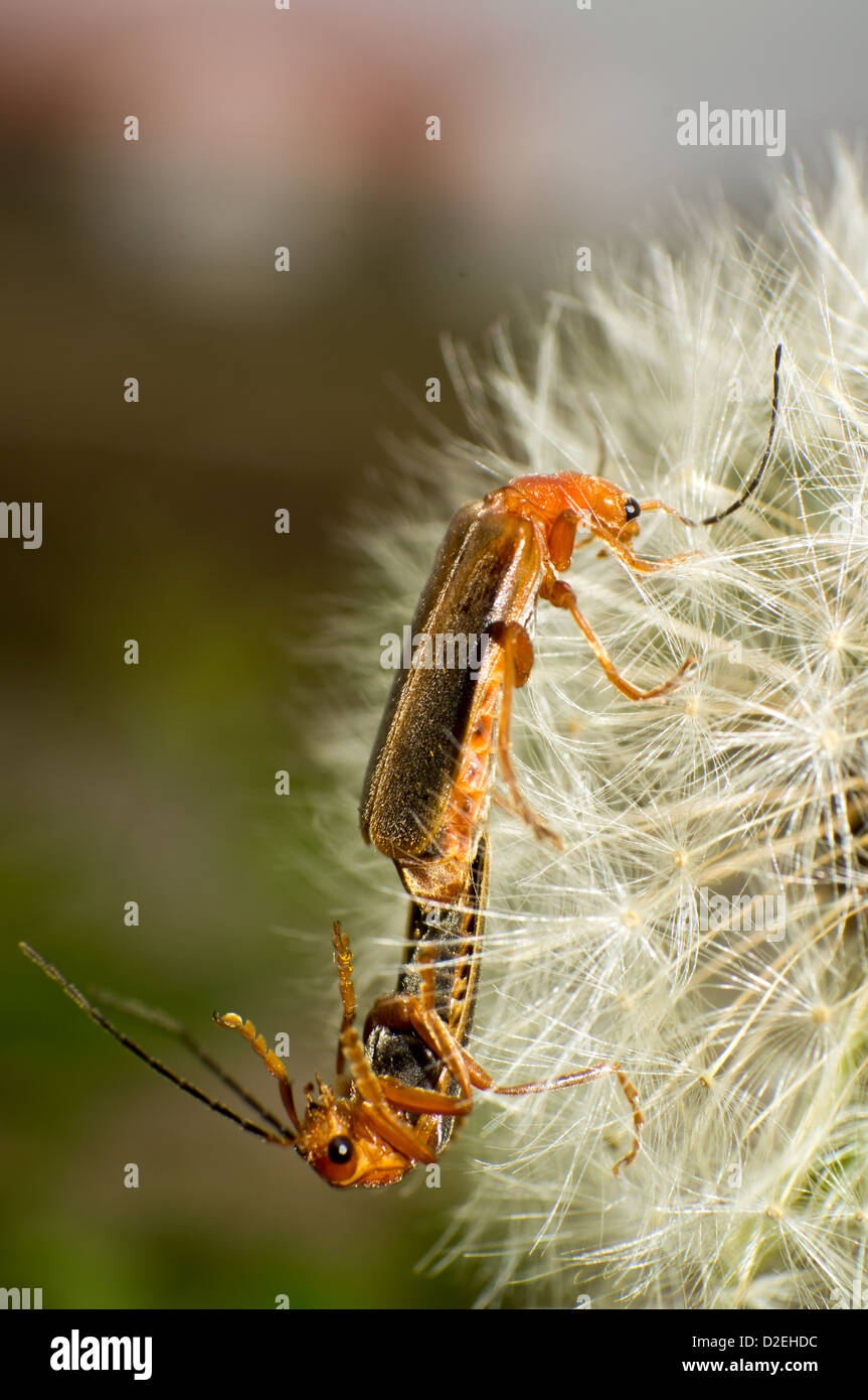 Les coléoptères deux sur un pissenlit graines. Banque D'Images