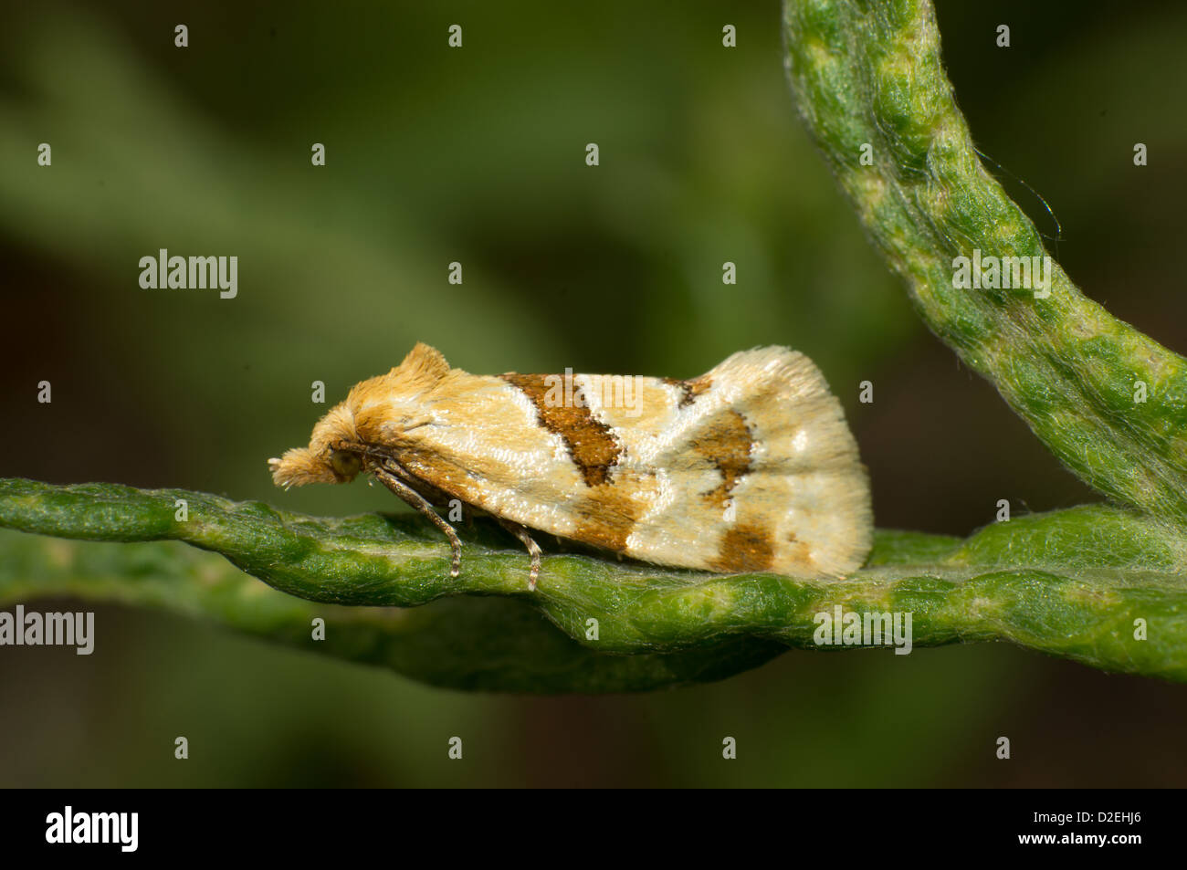 Espèce de rester sur les feuilles Banque D'Images