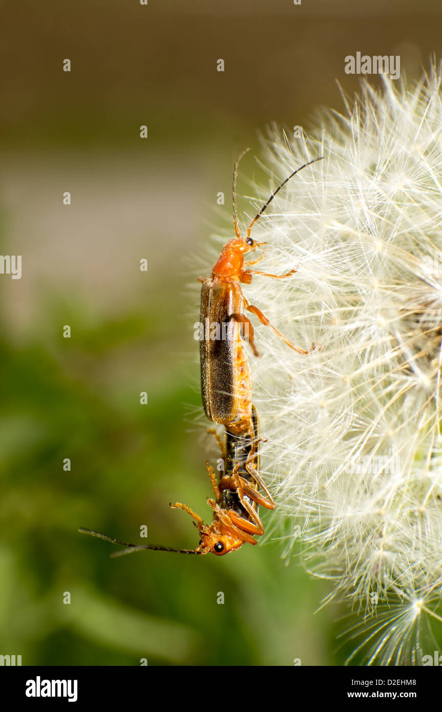 Les coléoptères deux sur un pissenlit graines. Banque D'Images