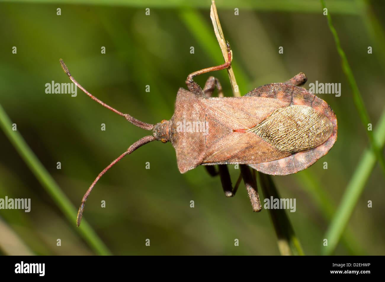 Le brown stinkbug close-up dans l'air extérieur Banque D'Images
