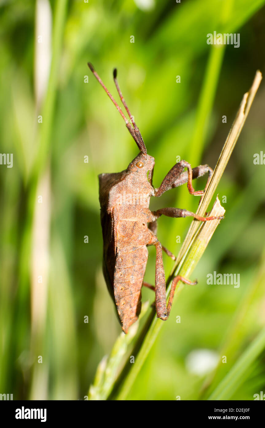Le brown stinkbug close-up dans l'air extérieur Banque D'Images