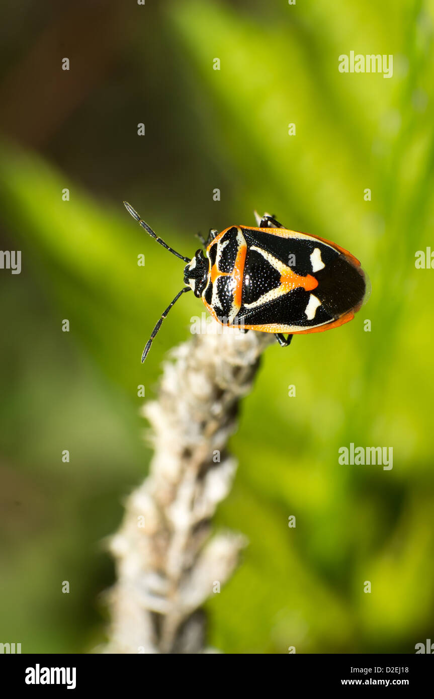 Les taches stink bugs close-up en plein air Banque D'Images