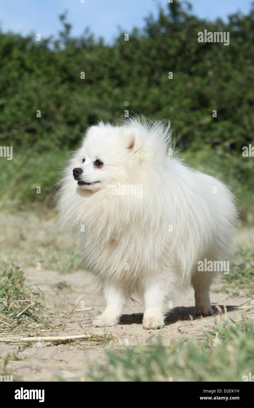 Spitz allemand chien Pomeranian / adulte (blanc) profil permanent Photo  Stock - Alamy