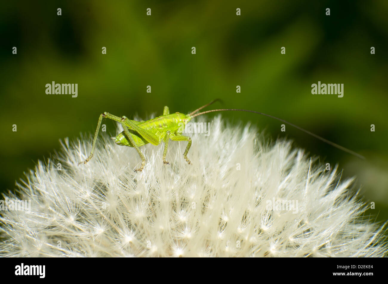 L'une sauterelle sur un pissenlit Banque D'Images