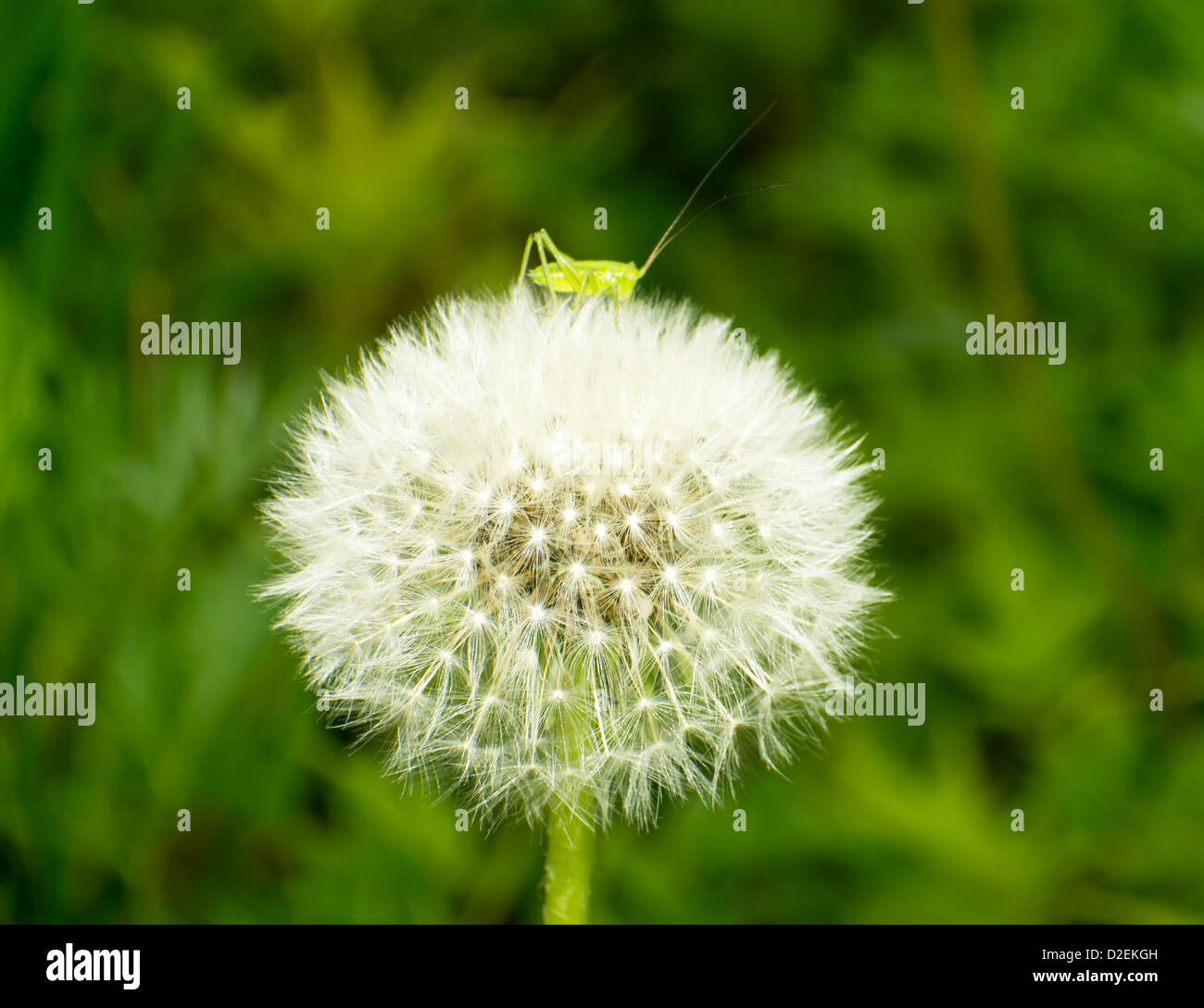 L'une sauterelle sur un pissenlit Banque D'Images