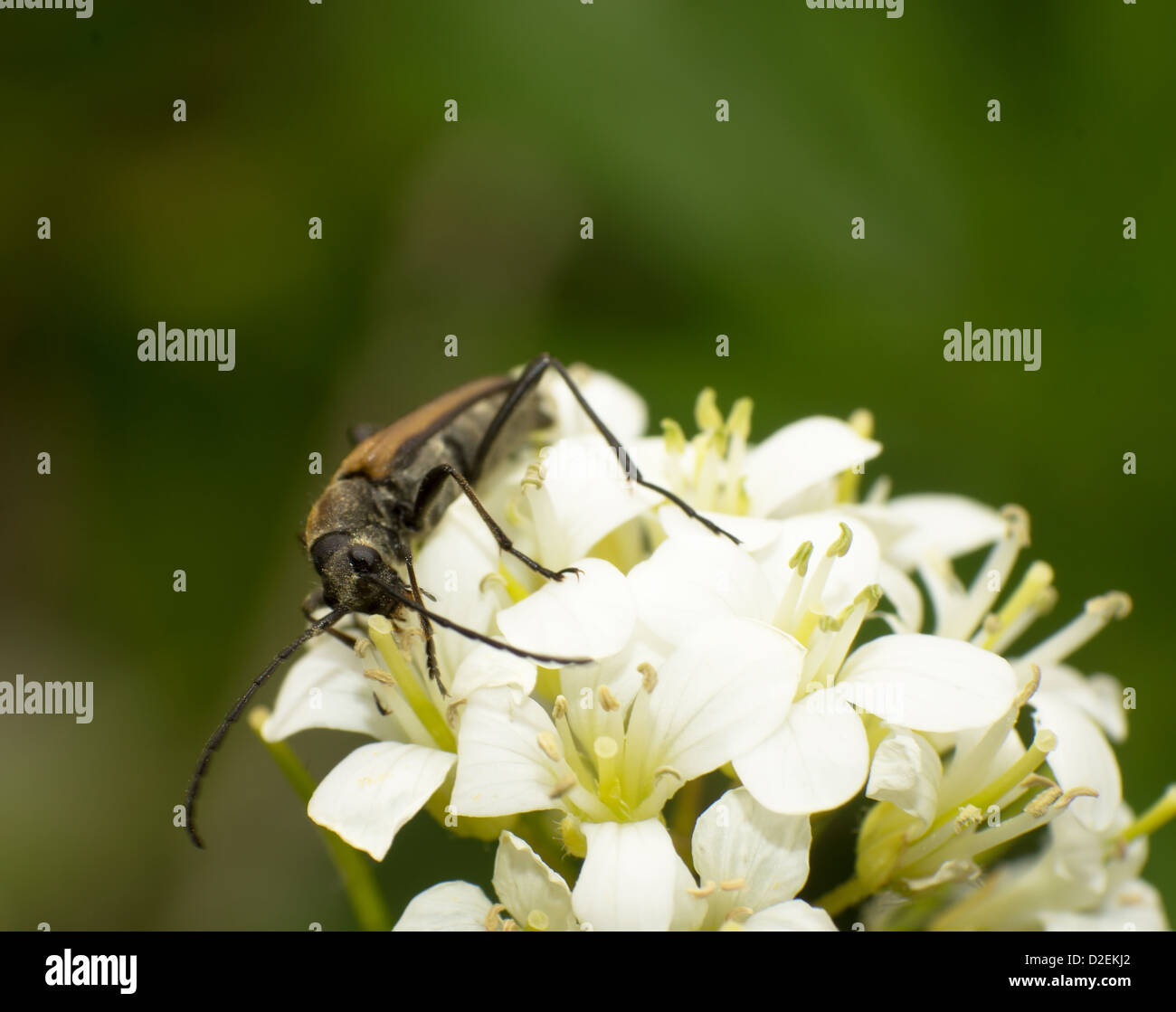 Close-up brown Carabidae manger nectar Banque D'Images