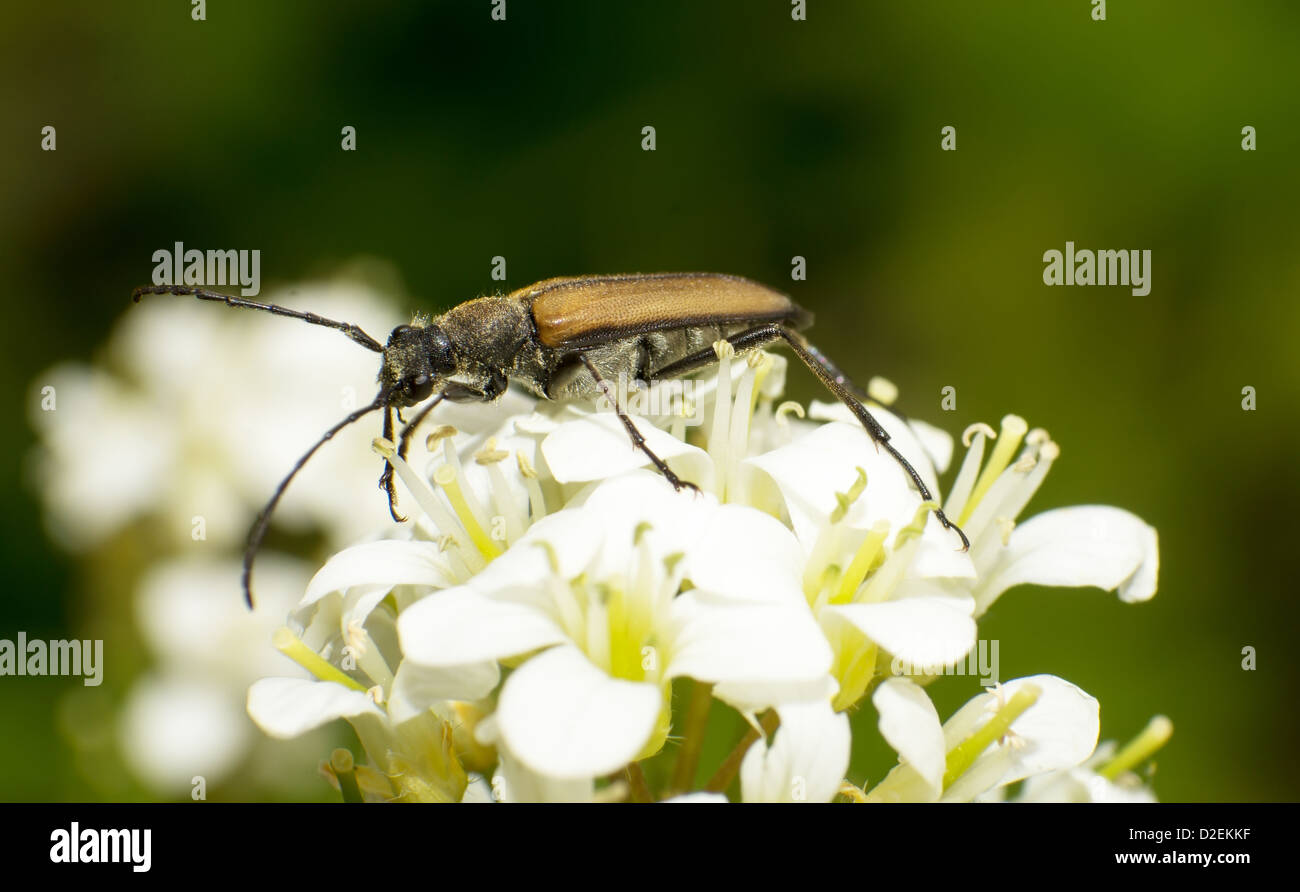 Close-up brown Carabidae manger nectar Banque D'Images