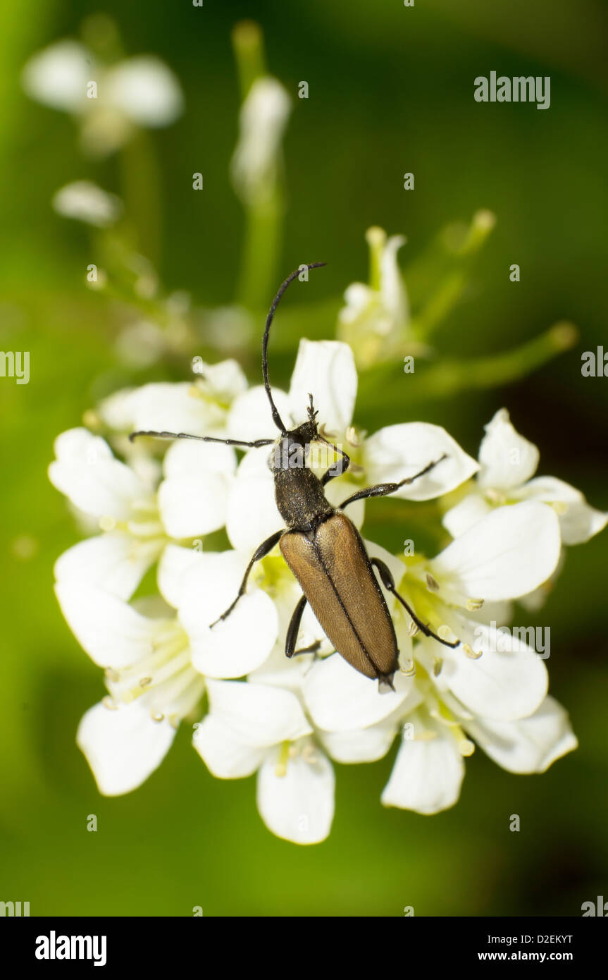 Close-up brown Carabidae manger nectar Banque D'Images