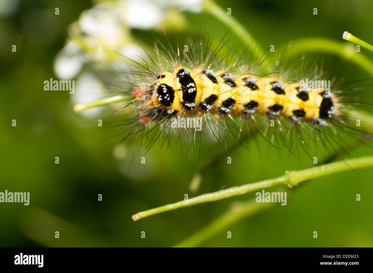 Les chenilles de couleur orange avec des points noirs. Banque D'Images