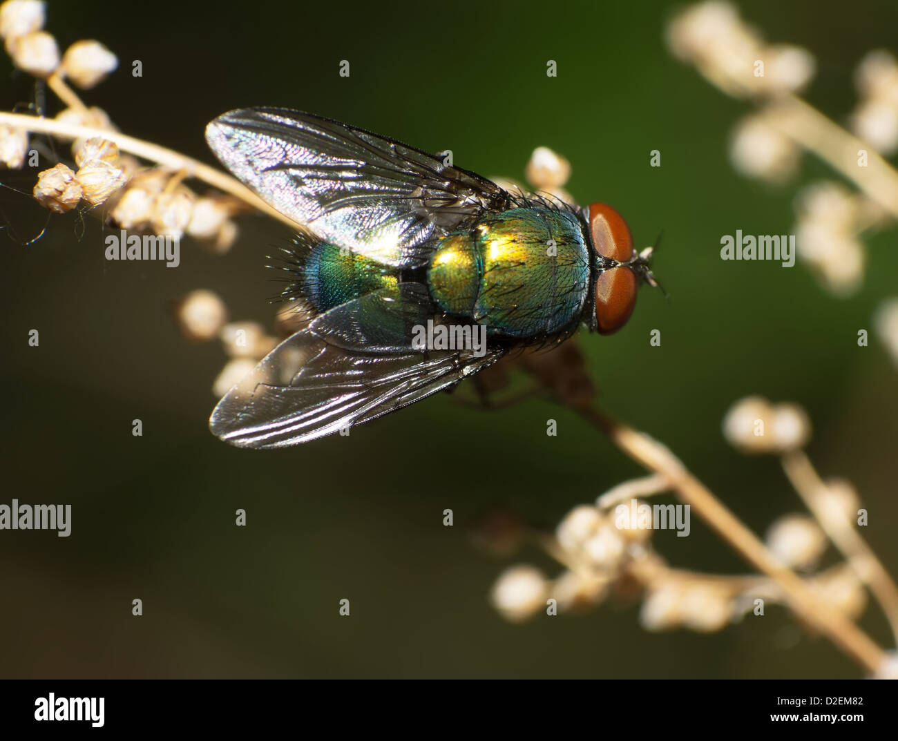 Close-up d'une mouche dans la piscine. Banque D'Images