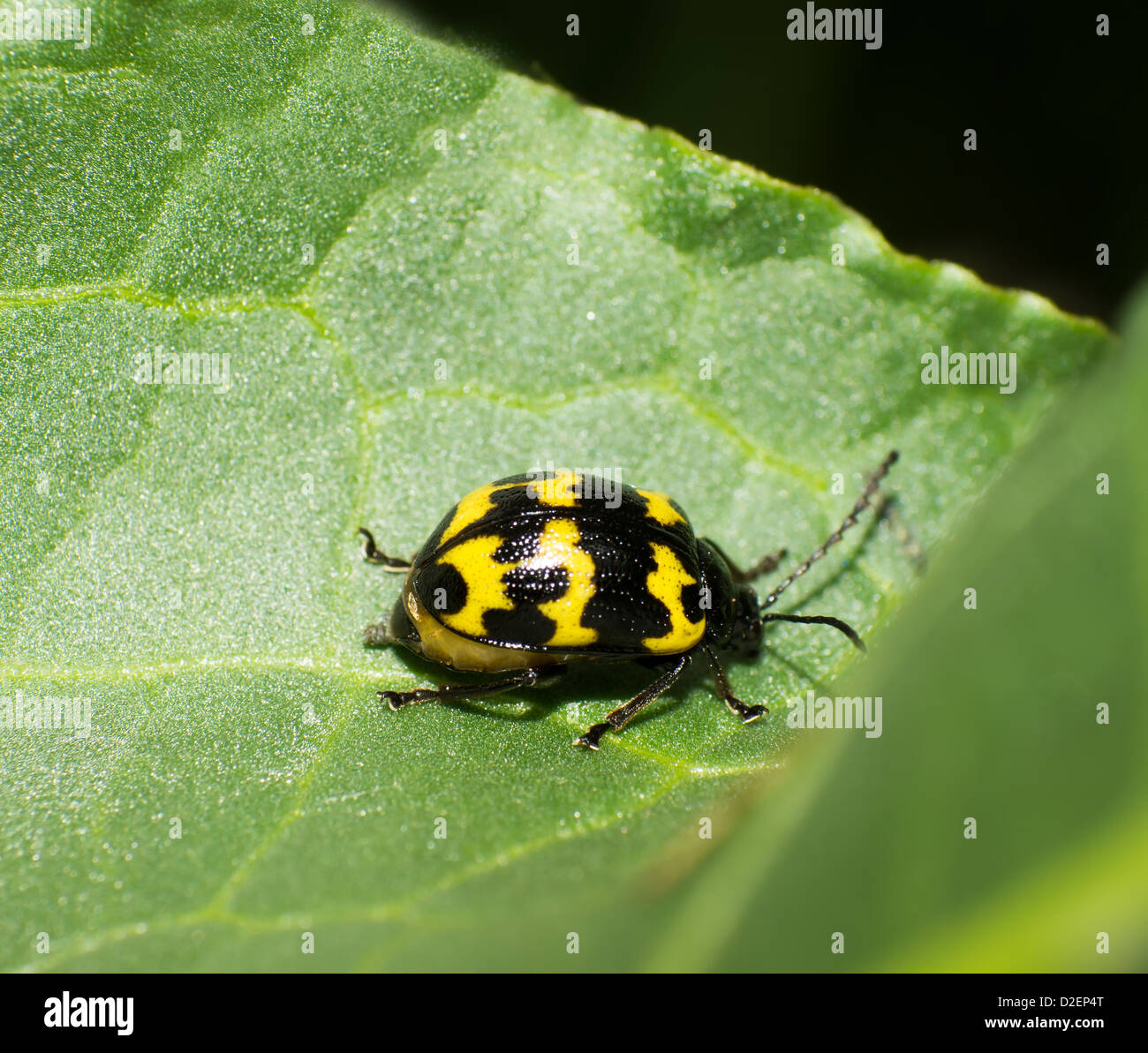 La belle la chrysomèle du shell en plein air Banque D'Images