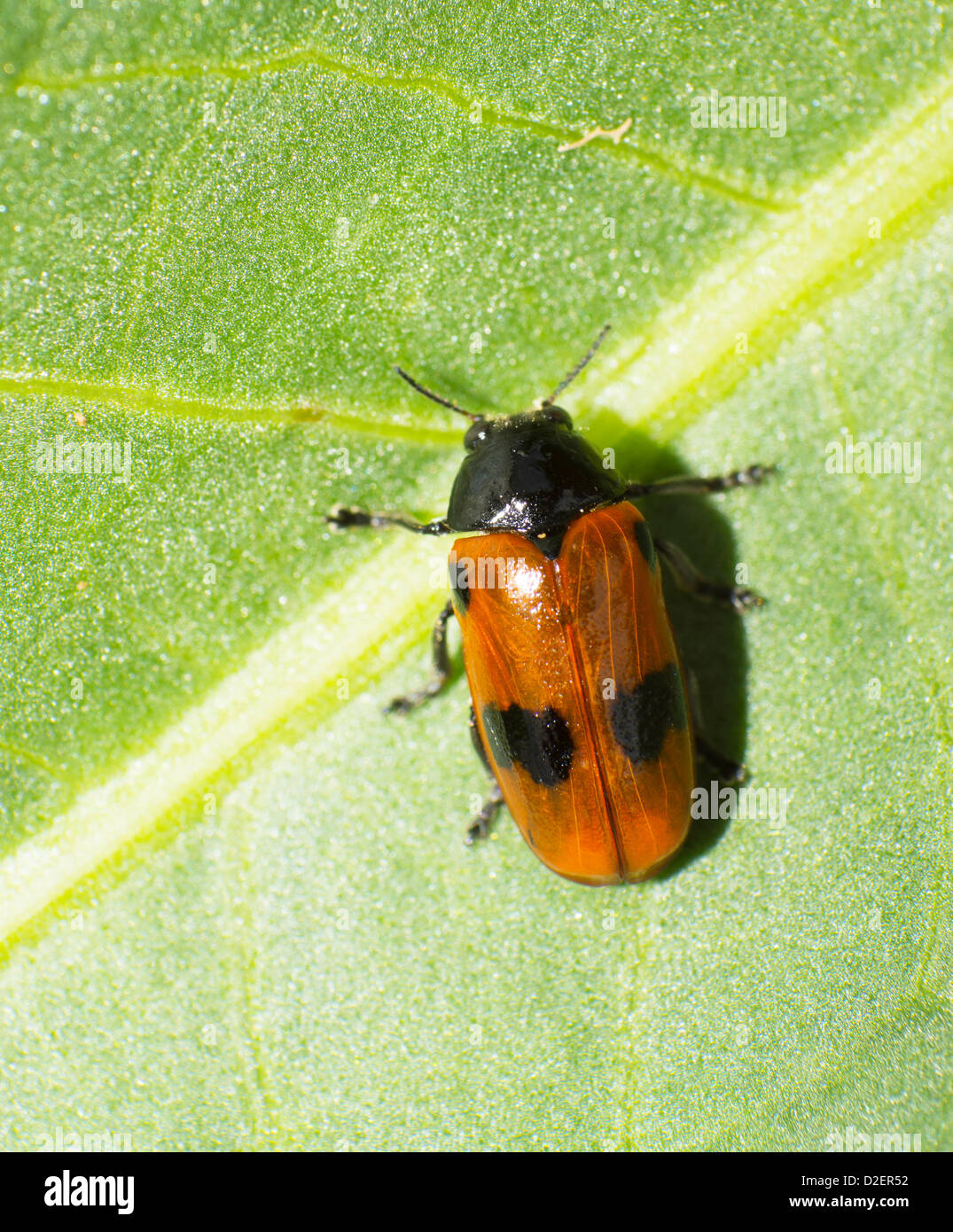 Sur des feuilles vertes. Banque D'Images