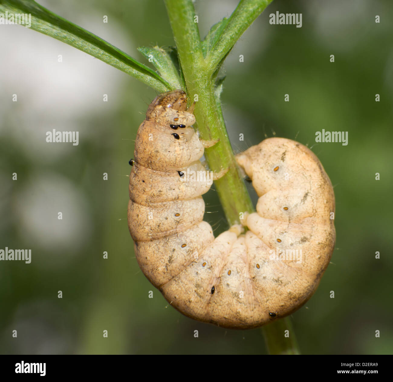 Les chenilles sur les feuilles Caractéristiques Banque D'Images