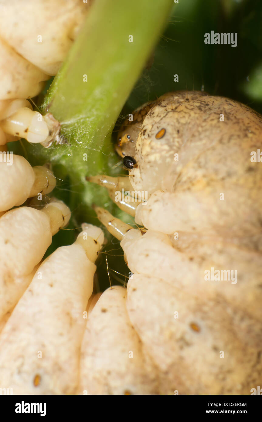 Close-up d'une chenille orteils saisir quitte Banque D'Images