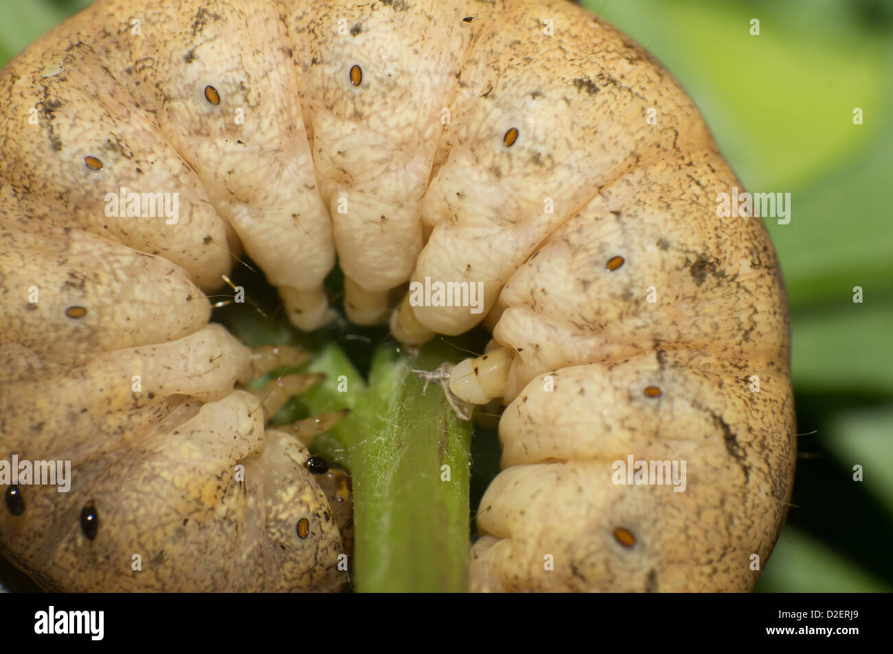 Close-up d'une chenille orteils saisir quitte Banque D'Images