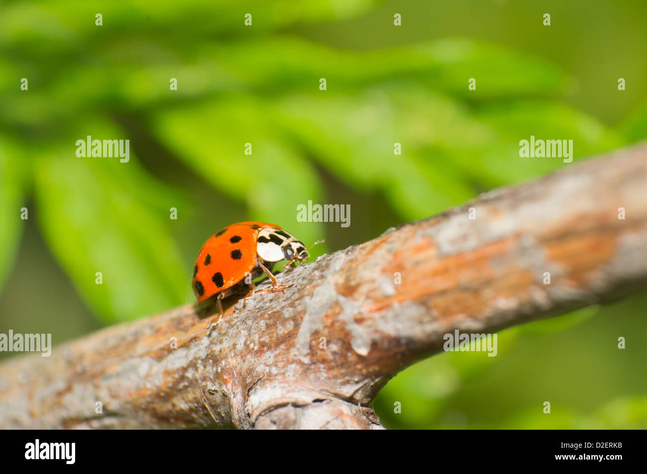 Belle coccinelle dans l'herbe Banque D'Images
