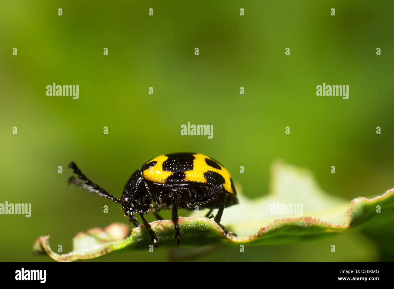 Leaf beetle dans l'herbe Banque D'Images
