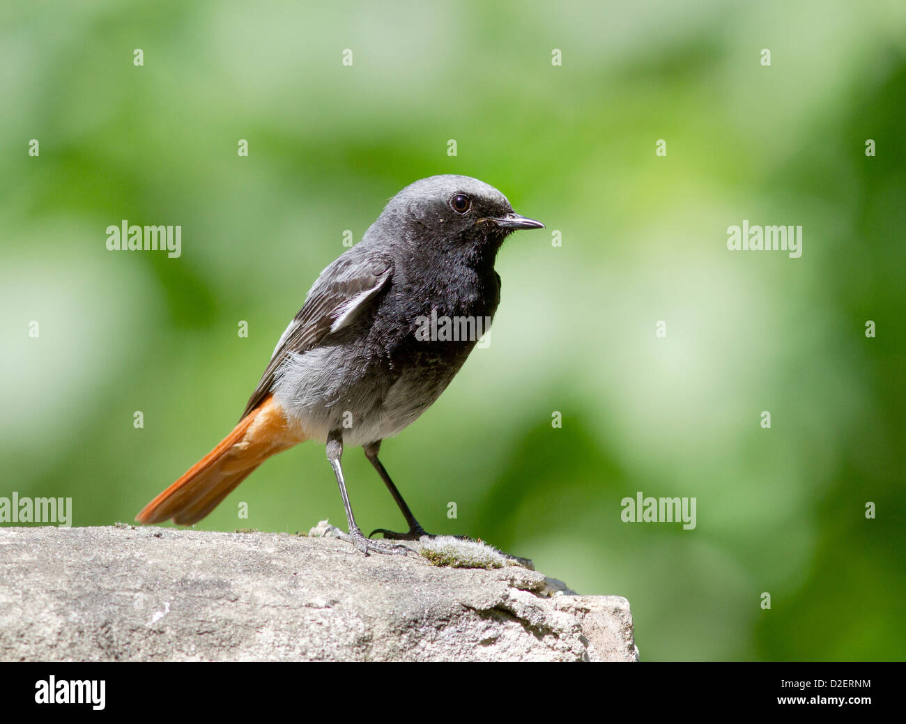 Rougequeue noir (Phoenicurus ochruros). Banque D'Images