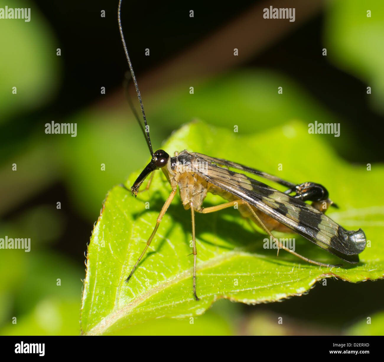 Mouche Scorpion coincé dans les feuilles Banque D'Images