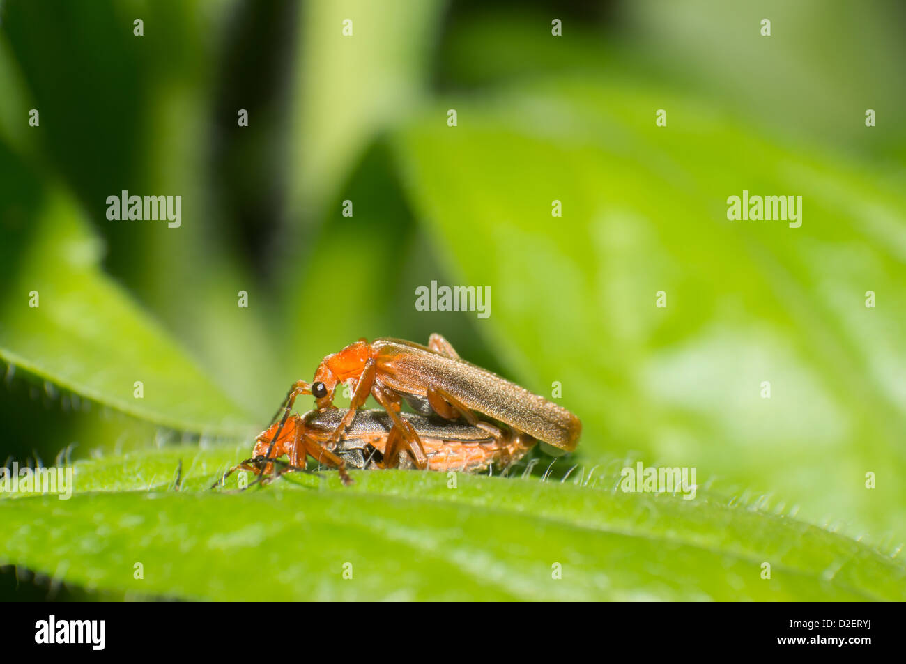 Mâle et femelles sur les feuilles Banque D'Images