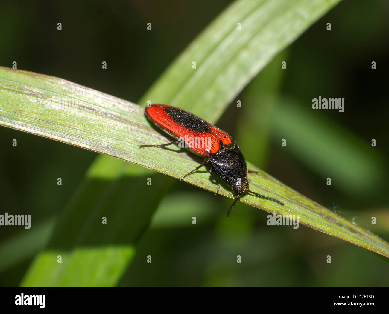 L'accrochage beetle rouge dans l'herbe Banque D'Images