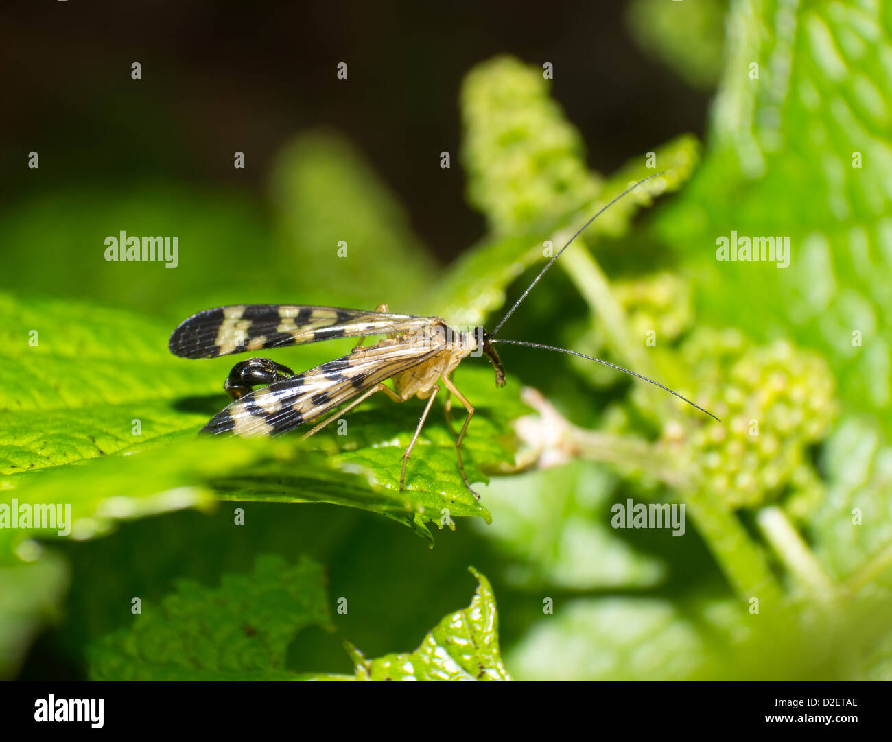Le scorpion fly rester pour un temps dans la vigne sauvage Banque D'Images