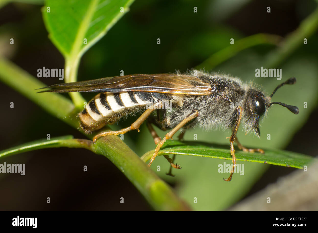 Close-up d'été en plein air de Bourdon Banque D'Images