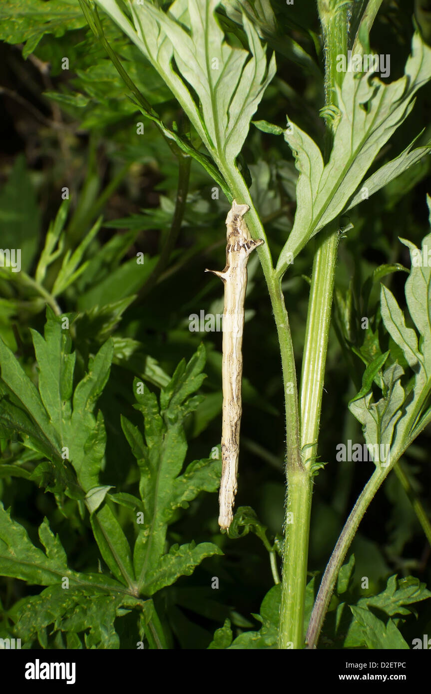 Des branches sèches en camouflage Caterpillar Banque D'Images