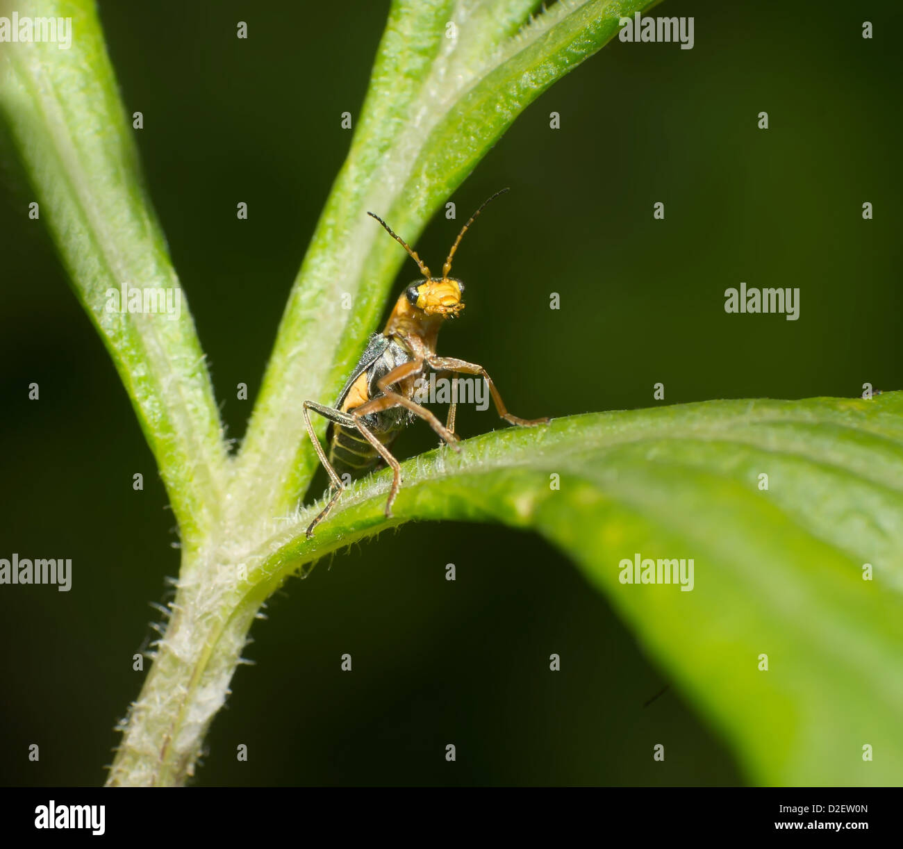 Beetle coincé la tête hors de l'herbe Banque D'Images