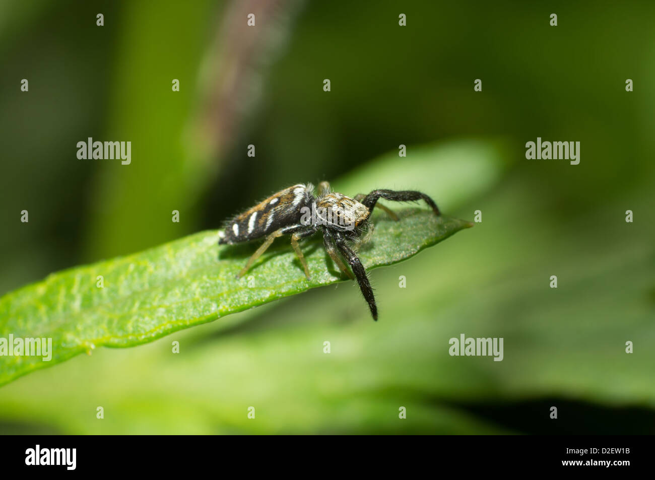 L'araignée d'herbe dans l'été Banque D'Images