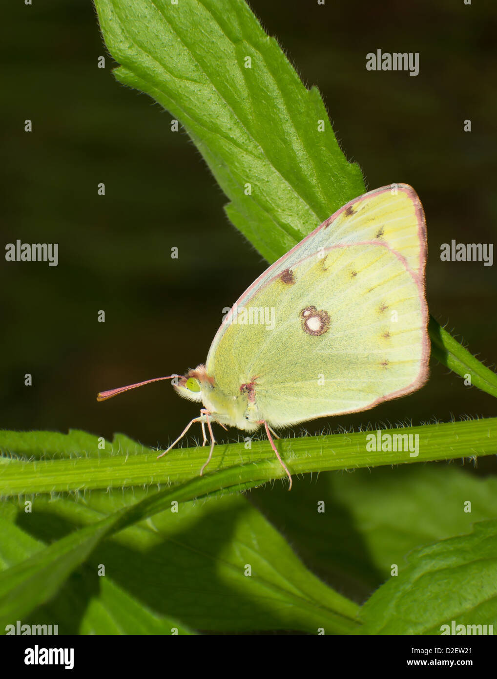 Papillons dans l'herbe d'été Banque D'Images