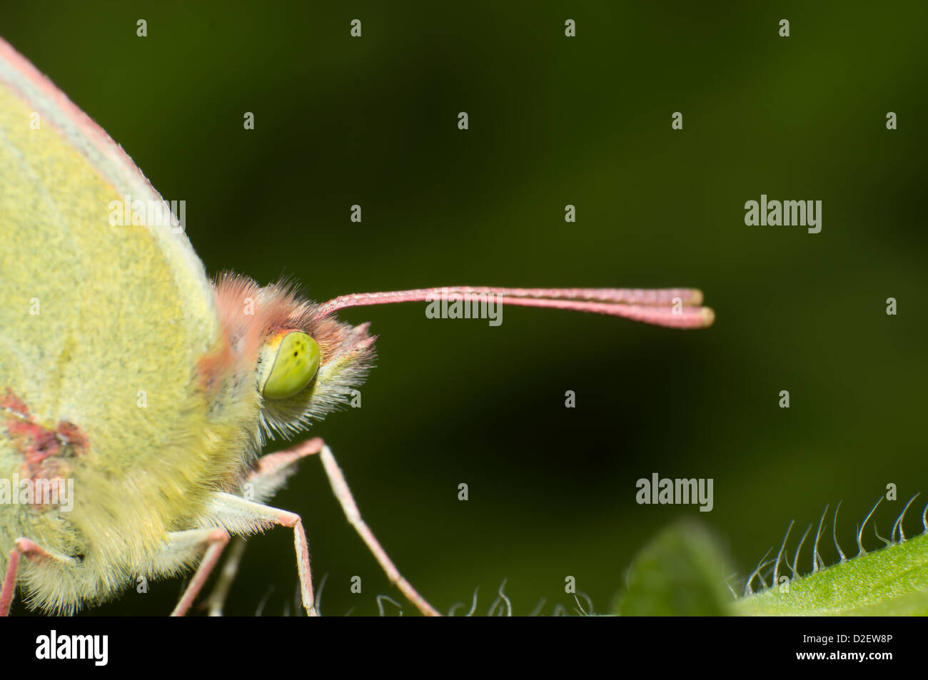 Close-up butterfly long tentacules Banque D'Images