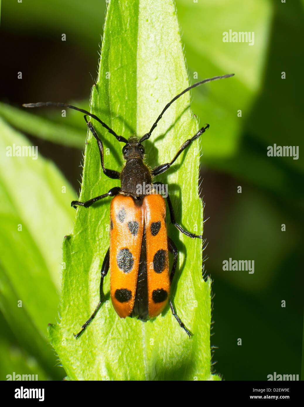 Belle longicorn dans les feuilles vertes Banque D'Images