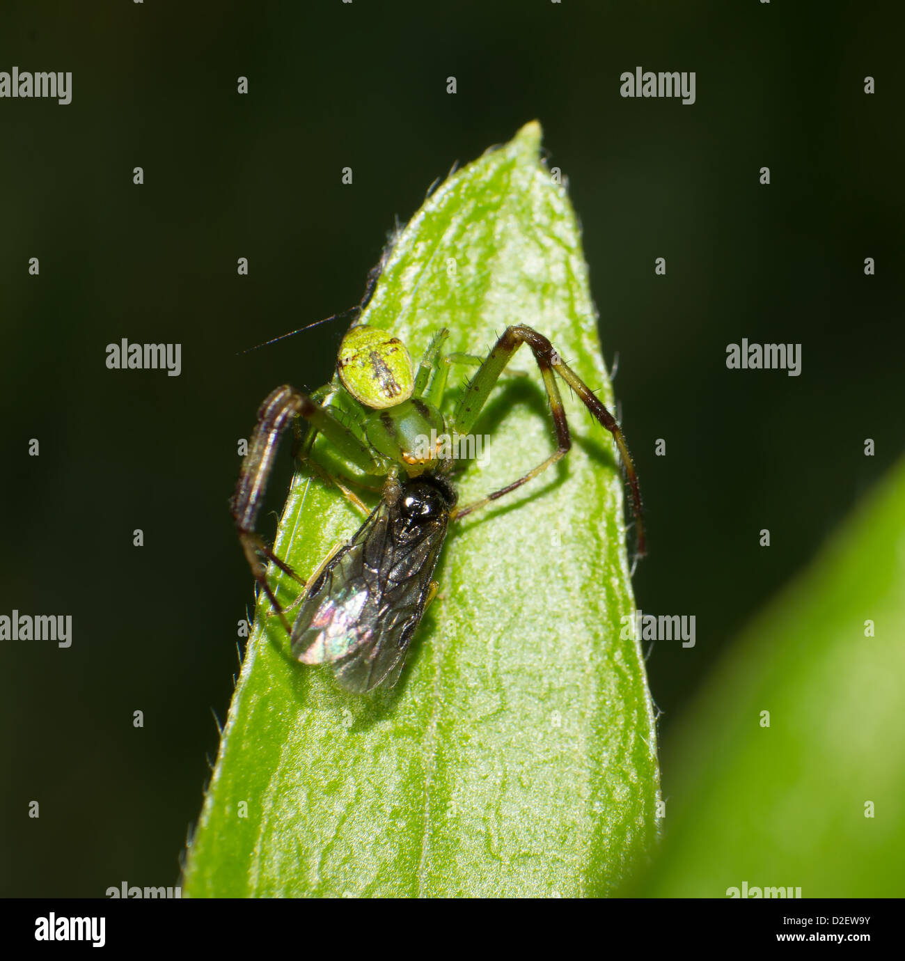 La capture d'une mouche Thomisidae Banque D'Images