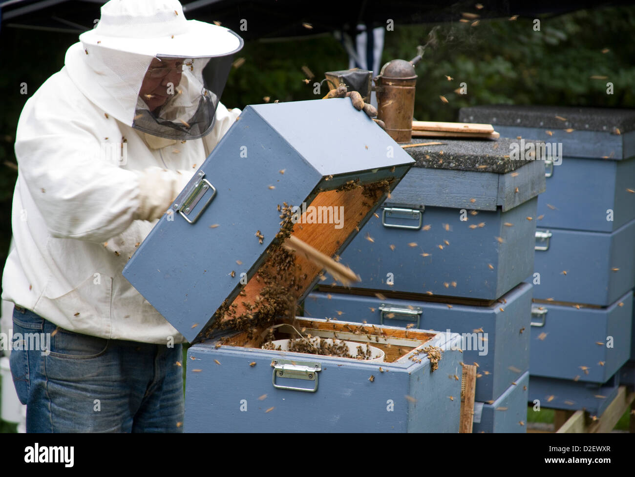 Les abeilles de brossage sur à remous d'une solution de sucre mis en ruche, Banque D'Images
