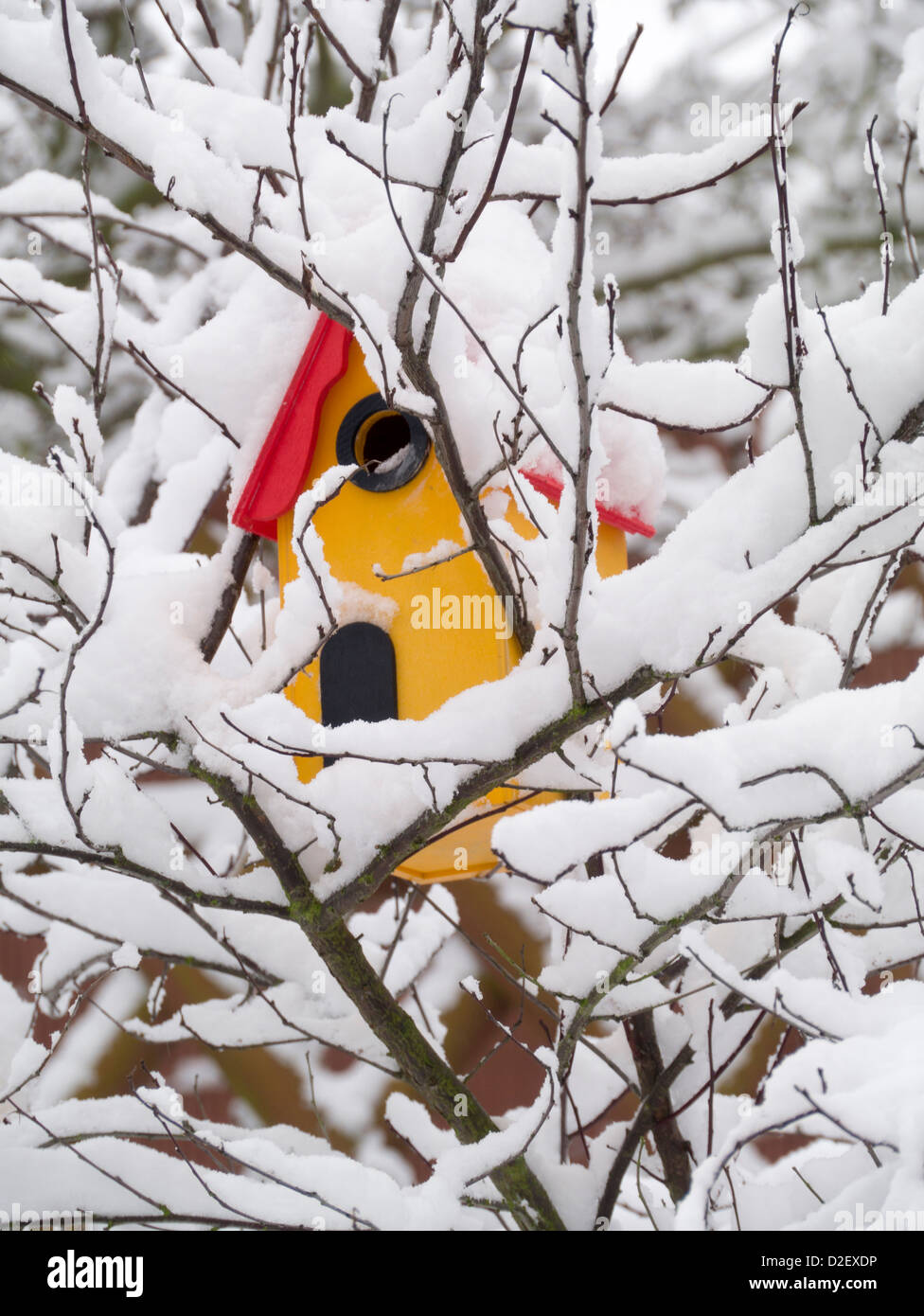 Nichoir oiseaux dans un arbuste enneigé Banque D'Images