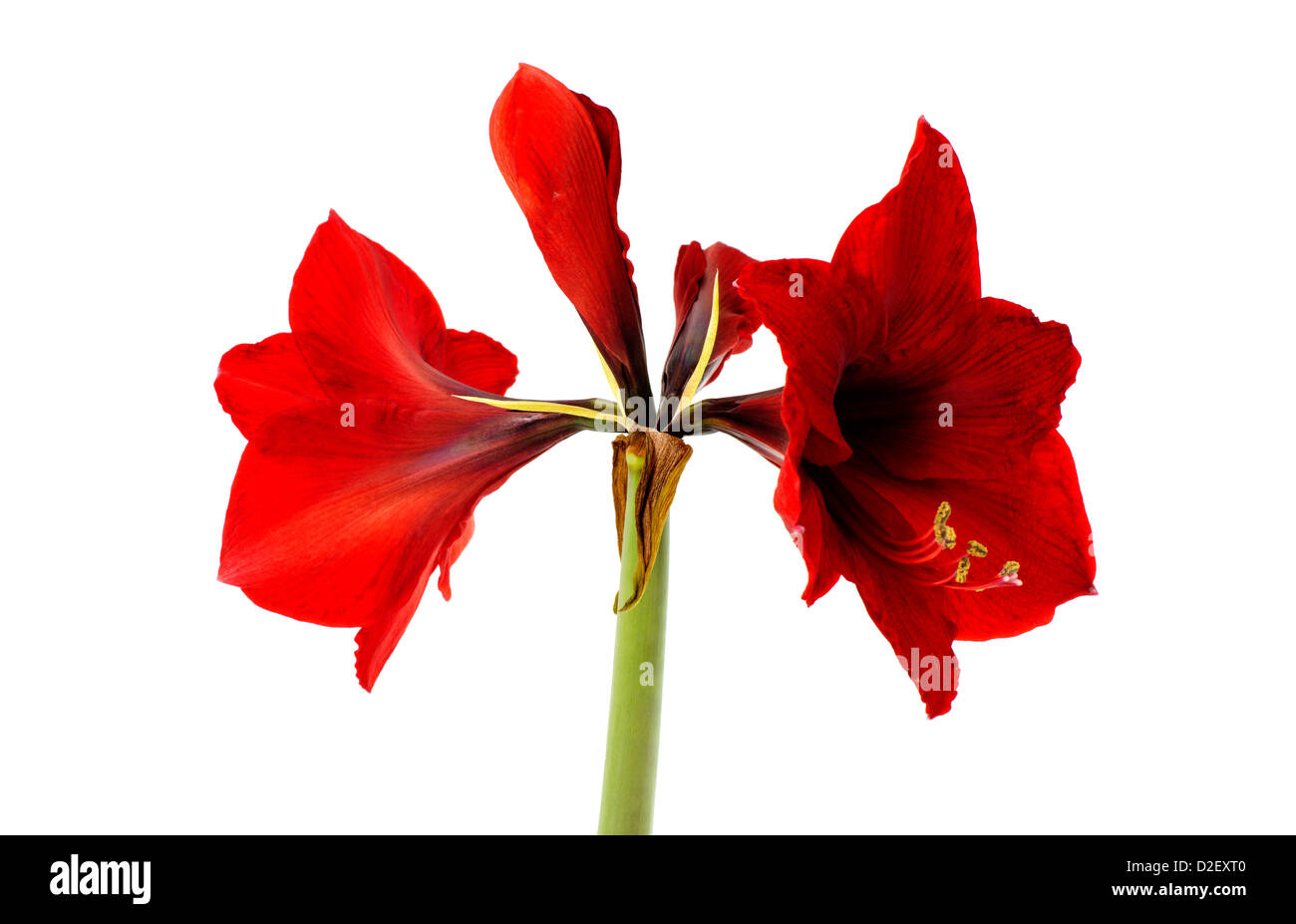 Amaryllis rouge flower isolated on white Banque D'Images