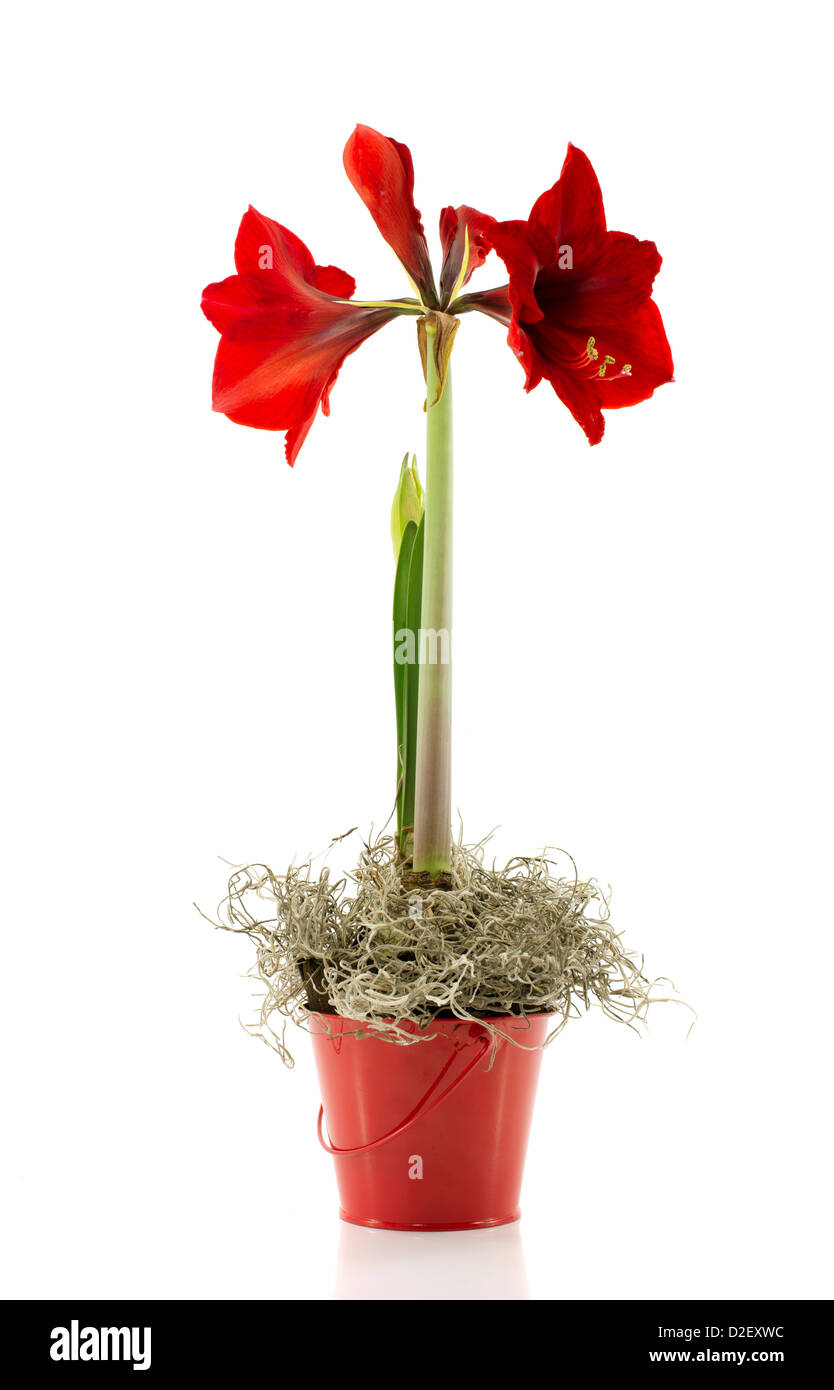 Amaryllis rouge flower isolated on white Banque D'Images