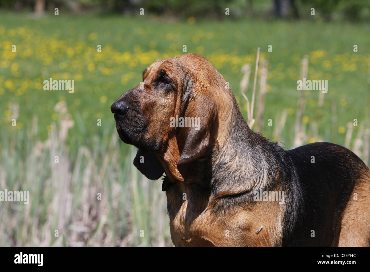 Bloodhound chien / chien de Saint-Hubert profil portrait adultes Banque D'Images