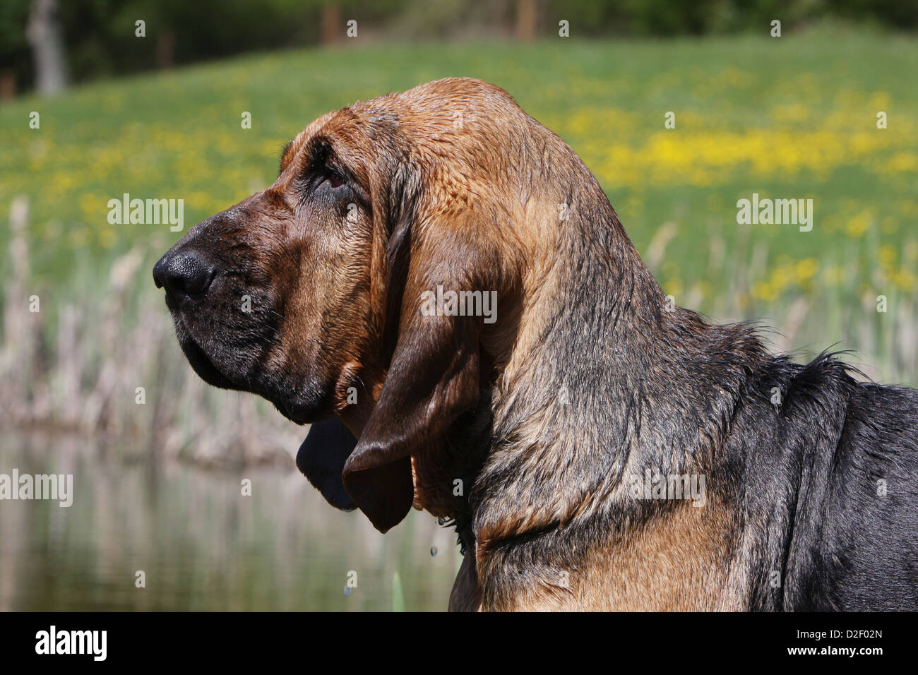 Bloodhound chien / chien de Saint-Hubert profil portrait adultes Banque D'Images